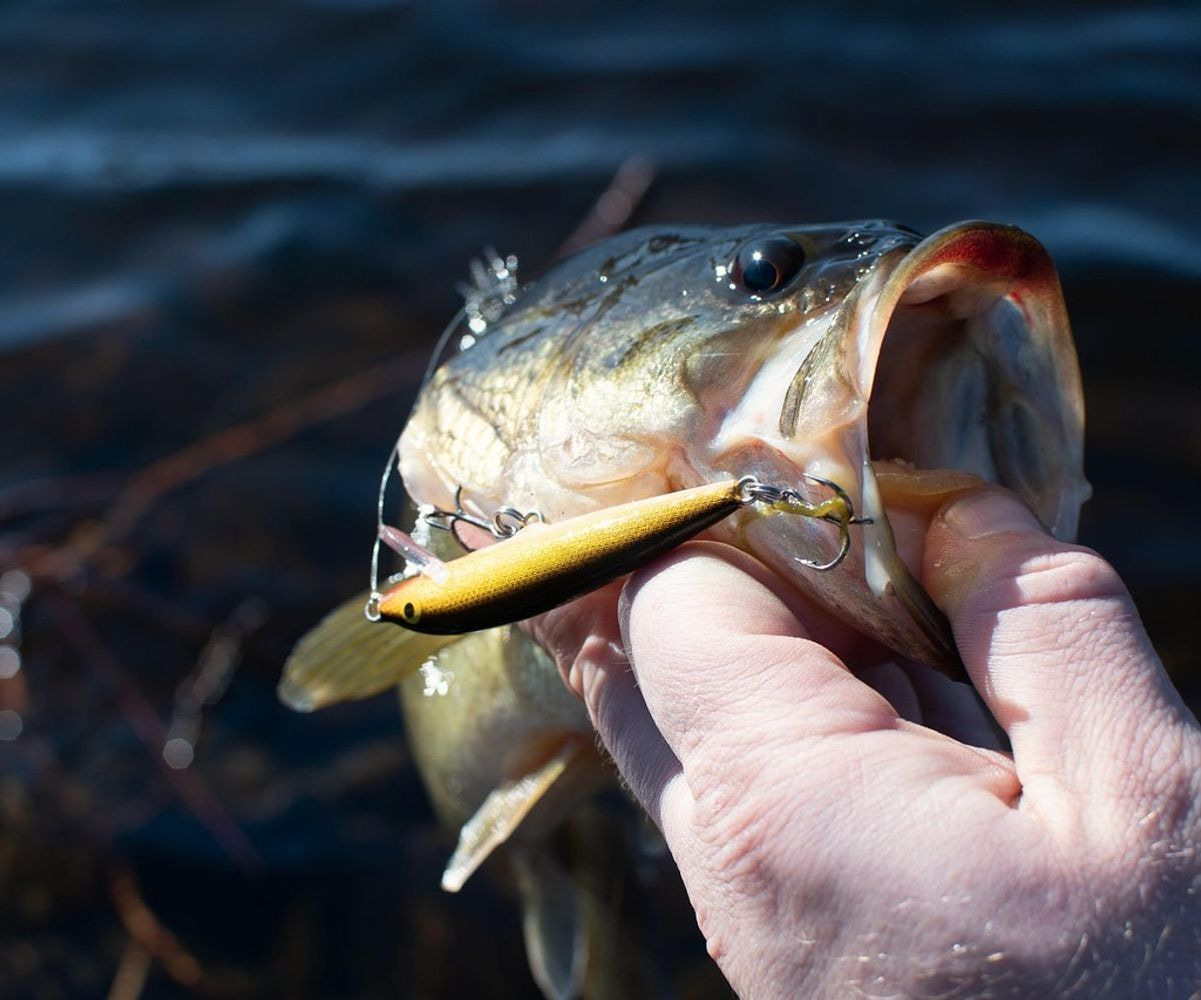 Angler casting from the river bank