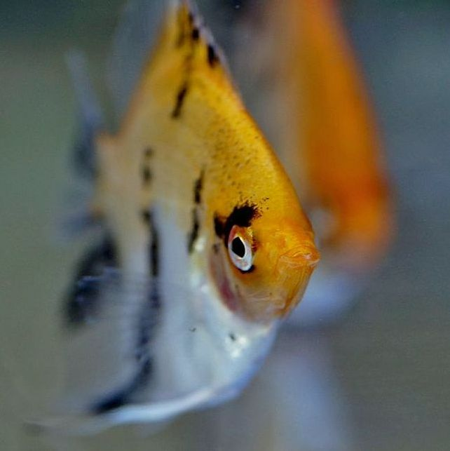 Portrait of an experienced angler